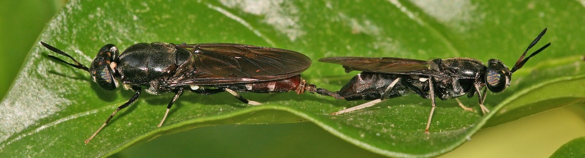 Adult black soldier flies mating on a green leaf. The insects are tail to tail and joined by the male's penis.