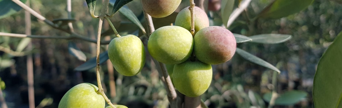 Ripe green olives of th variety FS17 hanging on a branch