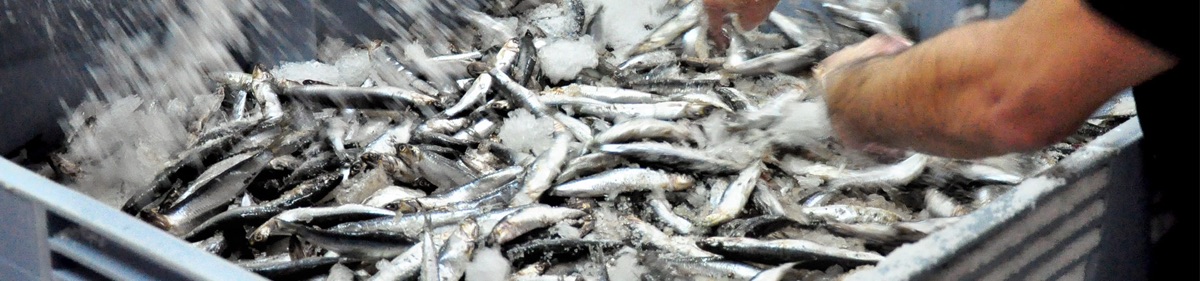 A blur of fresh silvery anchovies on ice being unloaded